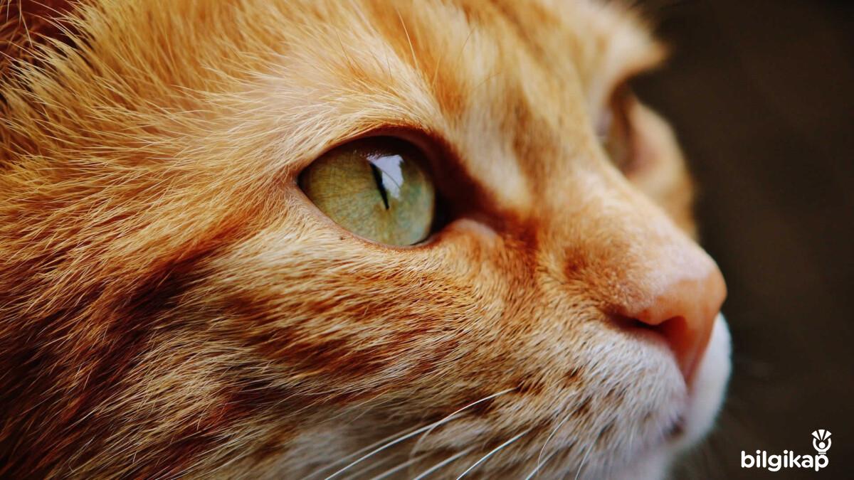 Kedilerde Göz Hastalıkları Ve Tedavileri  Evcil Hayvanlar Kedi Bakımı